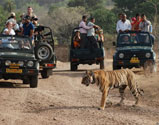 Ranthambore